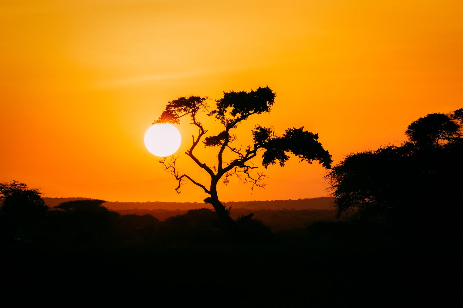 African savanna at golden sunset